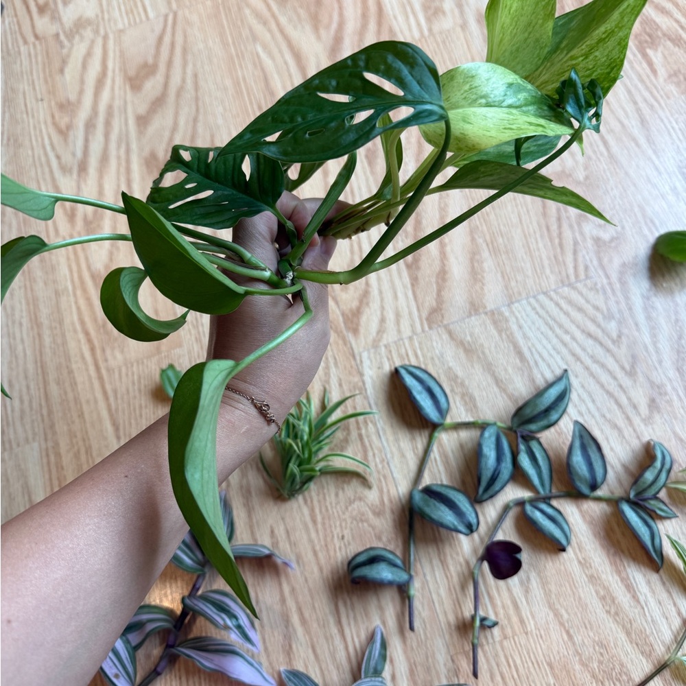 Plant Cuttings - Picture 2 of 8